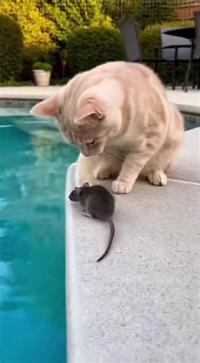 Hilarious Poolside Prank with Funny Pets