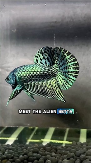 Are Alien Bettas The Ultimate Hybrid Fish? 😱