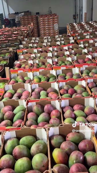 Mangues du Sénégal : qualité exceptionnelle à prix abordable