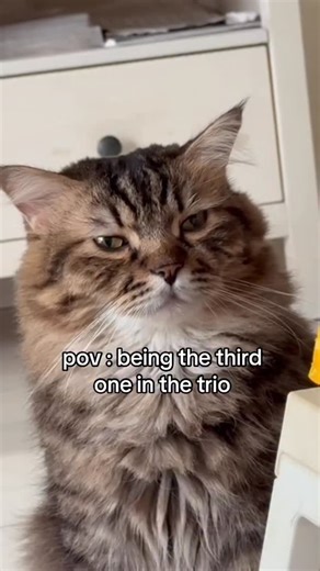 toby the tabby on Instagram: "toby, however, in this situation, was only feeling left out since we were having chicken without him. . . . . . . . . . . #cat #fyp #foryou #foryoupage #explore #explorereel #explorereels #reel #reels #catreelsvideo #catreel #catreels #catviralreel #cats_of_instagram #tabbysofinstagram #tabbycatworlddomination #tabbycatsofinstagram #tabbycatsofig #tabbiesofinstagram #tabbiesoftheworld #pet #petsofinstagram #petstagram #pawstagram #sadcat #leftout #tolerateit #catswi