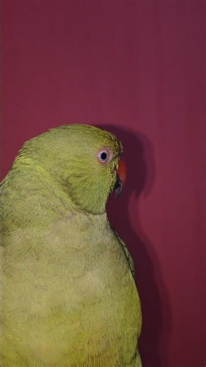 cute baby parrot #rap #music #freestyle