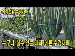 #146 텃밭작물 수경재배 하니 병충해도 덜합니다, 메론키우기, 대파재배, 너무쉽고 재미있어요,