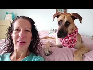 Easy Do-It-Yourself No Sew Dog Bandana