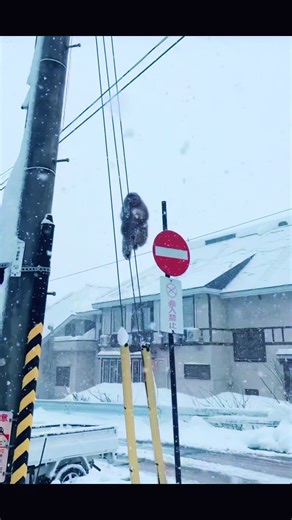 Japan’s powder. snowboarding heaven. Skiers stay home 🤨🫵🏼 Yall can come when you trade your two twigs for one. #skiing #snowboarding #fyp #japan #insta360 @insta360 official @いなかくらし @Red Bull