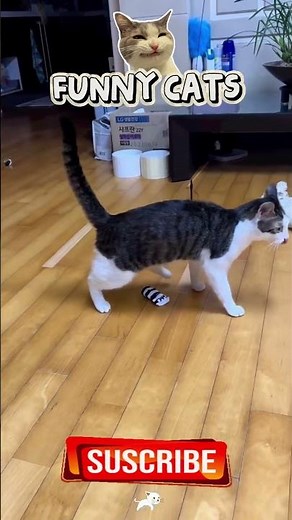 #FunnyCats #cats #fyp #viral