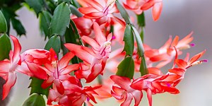 Christmas cactus care tips, how to rebloom & where to buy one