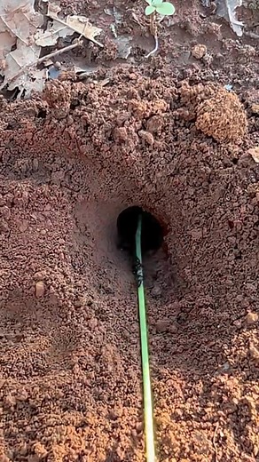 How to catch alien cockroach living in deep hole #usareels #viralchallenge #unitedkingdom #newyork #UnitedStates #noway | Re Chizin