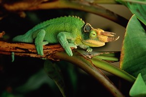 This Is How to Care for Jackson's Chameleons