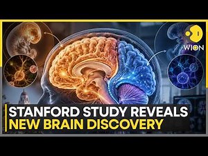 Stanford Team Finds Two Distinct Paths in Brain Development | WION