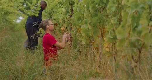 Natuurlijke wijngaard in Otegem