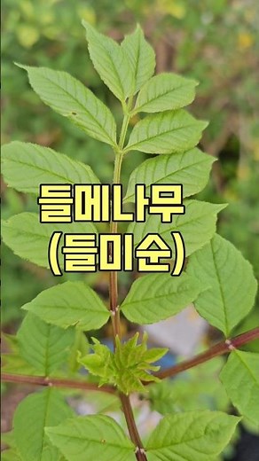 How to easily distinguish wild ash trees