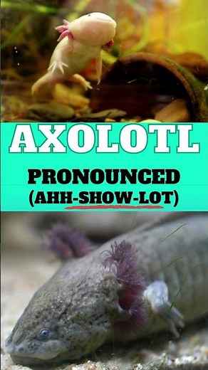 How To Pronounce AXOLOTL? (Correctly) - #shorts #AXOLOTL #howtosaywords #howtopronounce