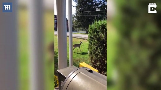 Friendly deer plays with dog in garden in Pennsylvania