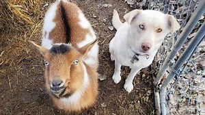 Dog Brings Home a New Best Friend