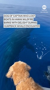 A Hawaii boat captain who rebuilt her whale-watching tour business after losing three boats in the deadly 2023 Lahaina wildfire captured footage of her dog barking excitedly when a humpback swam near them over the weekend and poked its head out to greet Macy, a golden retriever🐕️🐋 | ABC7