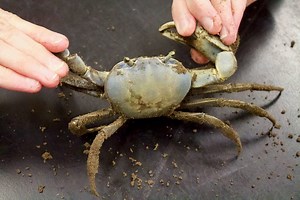 South Carolina’s new blue crab laws take effect July 1: What to know