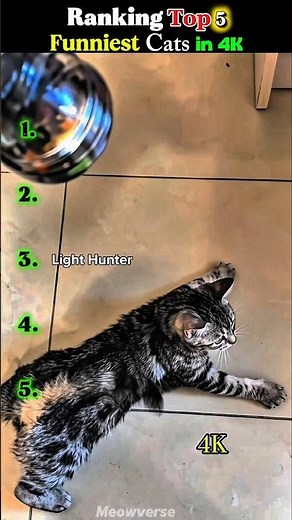 Top 5 Funniest 144p To 4K Cat Memes (Part 5) #cat #funnycats