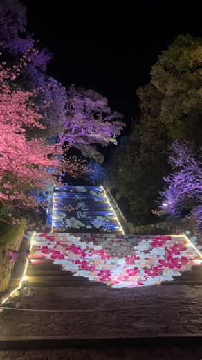 春の京都と桜の美しさ