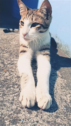 cute cat kitten 😺✨💕🌹🐾😺#shorts#viralvideo