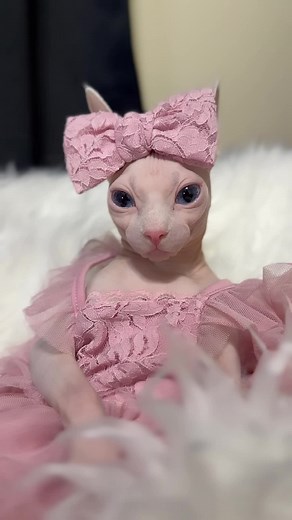 Sphynx Cat: The Unique Breed That Loves to Sleep