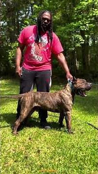 This breed doesn’t need a flex… it needs RESPONSIBILITY. #petpediaa #presacanario