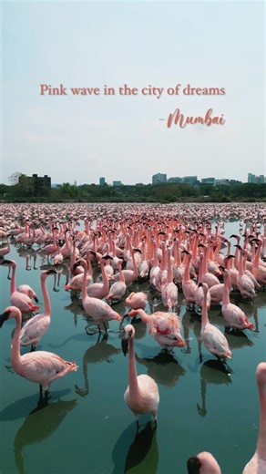 Jalpa trivedi shah on Instagram: "Mumbai’s turning pink with flamingos! Oh wait... Mumbai , who ?!!!!😜 it’s NAVI MUMBAI showing off again!🙌🏼♥️😍✨🦩 . . @maharashtratourismofficial @incredibleindia @sonybbcearth @natgeoindia @natgeo . . #visitindia #incredibleindia #mumbai #dekhoapnadesh #mumbaicity #navimumbai #flamingo #birdwatching #nature #wildlife #exploreindia #travelindia #discoverindia #wildlifephotography #wildlife #wildlifeonearth #wildlifeplanet #wildlifereels #naturereels #natureph