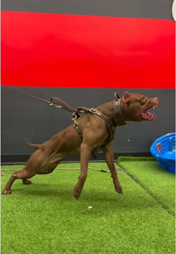 Pitbull #pitbulldogs #pitbulls_official #pitbulls #pitbullpuppy #pitbullterrier #doglover #pitbullsoftiktok #apbtlover #pitbullsoftiktok #dogsoftiktok #apbtlove #apbt_game_dog