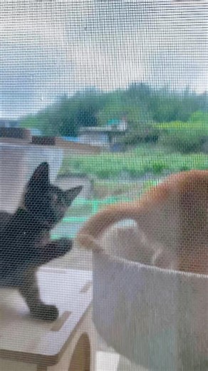 Playful kittens on the cat tree