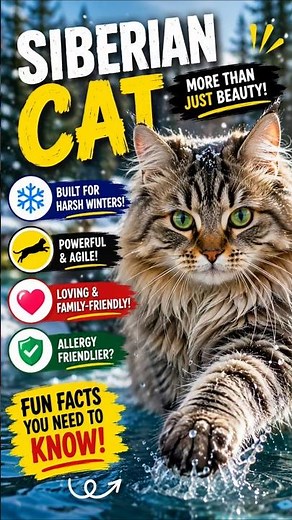 Siberian Cat: Amazing Facts About Russia's Fluffy Giant! 😺❄️ #shorts #facts