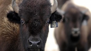 Who owns Montana? Top 10 landowners