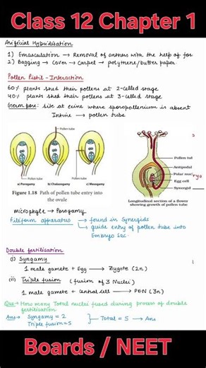 Sexual Reproduction in Flowering Plants Best Notes for Class 12 Biology Board Exam 2026