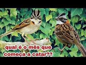 qual é o mês que os tico-ticos abrem o canto. e como ter um tico-tico que cante o ano todo