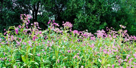 8 invasive plants that could be lurking in your garden