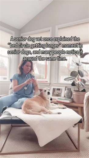 Most dogs have a little routine before lying down. They circle once or twice, settle into their bed, and fall asleep. For years, the process is quick. Then one day, you notice it takes a little longer. Your dog circles more times than they used to. They stop and adjust their position. Sometimes they get back up and try again before finally settling. It can seem like a small or random behavior. But for many aging dogs, getting comfortable simply requires more thought than it once did. As dogs gro