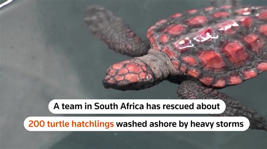 Around 200 loggerhead turtle hatchlings that were washed up along the Western Cape coastline due to the recent heavy storms have been rescued, according to the Two Oceans Aquarium’s Turtle Conservation Centre in Cape Town, South Africa | Reuters