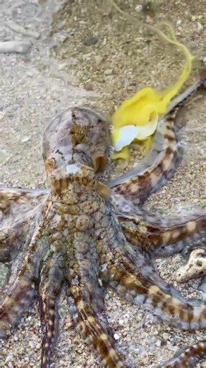 Octopus eating egg #fishing #sea #nature #octopus
