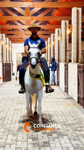 Grupo Confiança on Instagram: "🔥 ESTAMOS AO VIVO!!! 🚨 ✅ NOBRE CRISTAL PVB ⏩️ LIVE SERRA CARIOCA 📌 Pelo canal do YouTube da CONFIANÇA MARCHADOR ℹ️ Mais informações ficamos à disposição pelo direct. #mangalargamarchador #puramarcha #confiancamarchador #cavalos #cavalgada #vendas #compracavalo #mm #equinos #leilao #mm"
