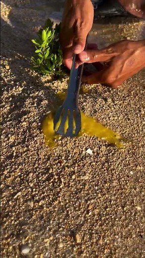 Hidden Sand Fish Burst Open with Eggs! 😱 Beach Catch Surprise
