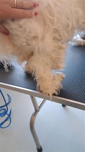 13K views · 426 reactions | To everyone who has donated grooming...