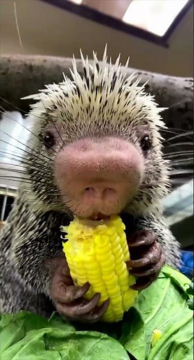 Rico Eating Corn on the Cob to Make Your Day - Cincinnati Zoo #shorts