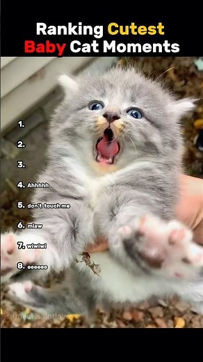 Ranking Cutest Baby Cat Moments