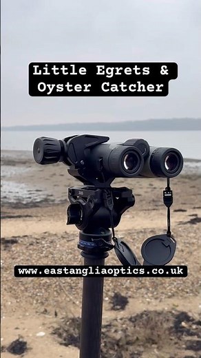Oyster Catcher & Egrets using the Zeiss Terra 10x42 Binoculars