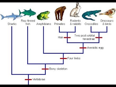 Phylogenetic History ; evolutionary timeline and relationships among organisms