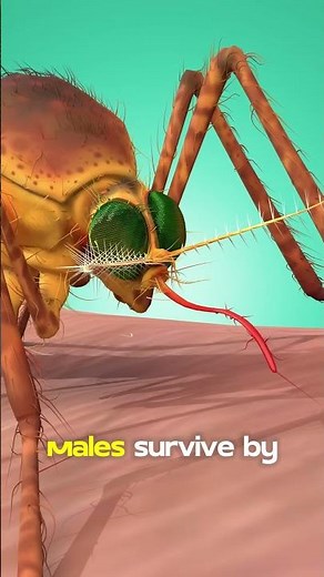 Why do mosquitoes drink blood?