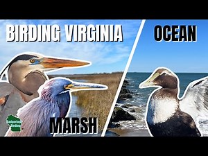 Birding Virginia’s Best Coastal Hotspots: Back Bay National Wildlife Refuge & Rudee Inlet!
