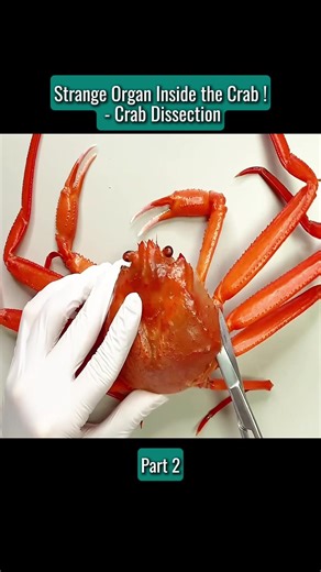 #crab #dissection #inside