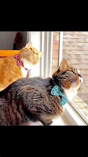 Cats Can’t Copy 💀 #cats #animals #shorts