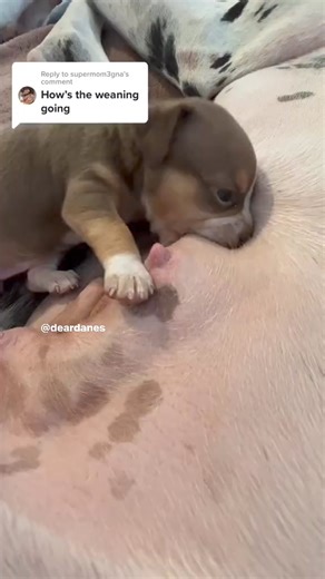 Puppy weaning! 😂 | Dear Danes
