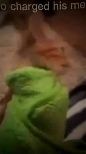 Polydactyl cats (with extra toes) are more common along the New England coast due to their spread from Boston-originating ... Sailors considered polydactyl cats good luck and better climbers, selectively bringing them aboard vessels from Boston harbor CatCog | @cat.cognition #catcog #catfacts #catsoftiktok #cathistory #catevolution