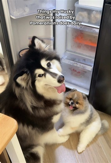 Freya thinks she’s a tiny Pomeranian 🥹 #dogsiblings #puppy #doglife #husky #pomeranian